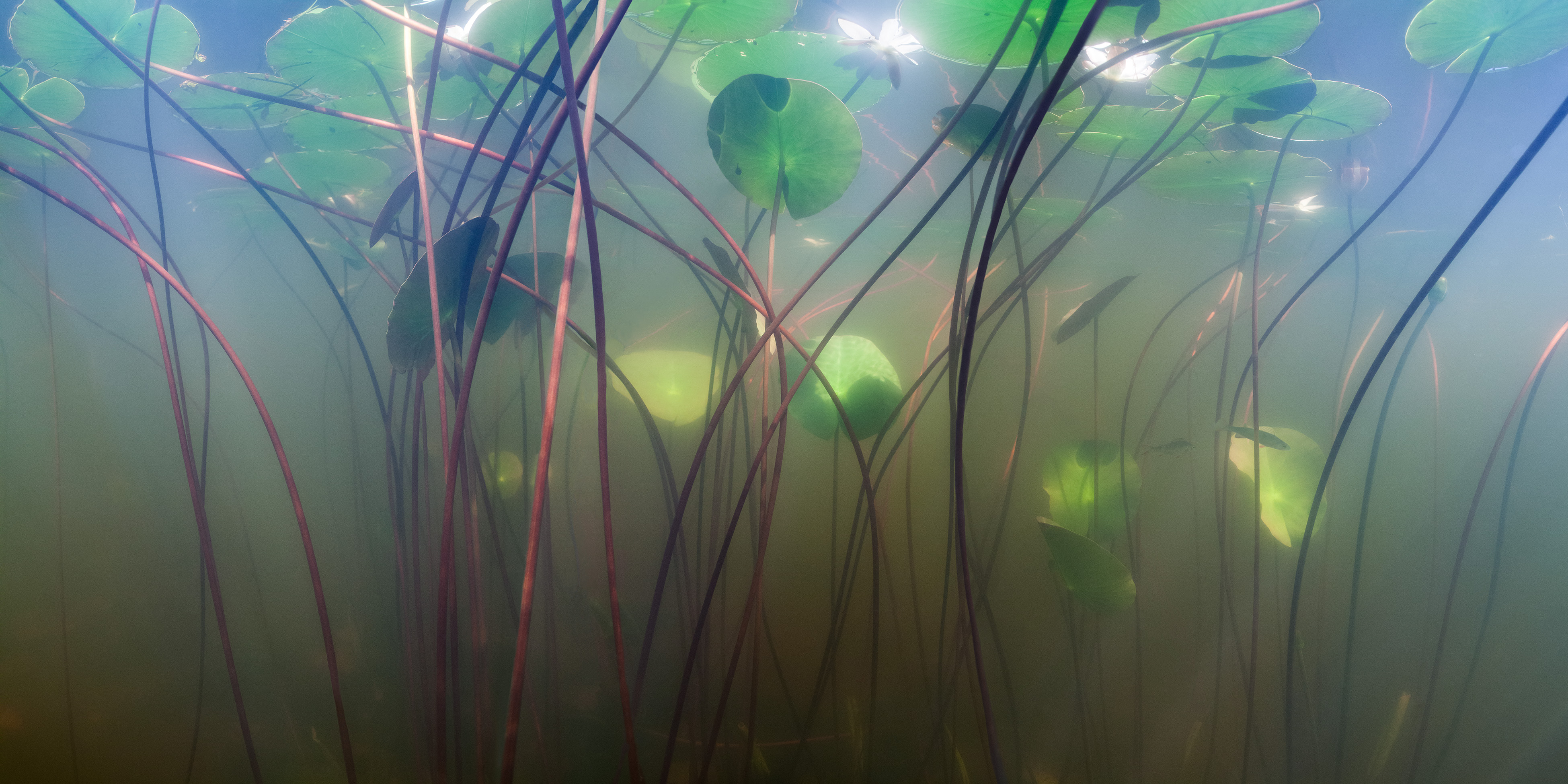 Näckrosor fotograferade under vattnet i en sjö