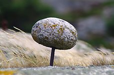 Dubb med fastsatt sten, ovanlig markering. Foto: Elisabeth Holmqvist